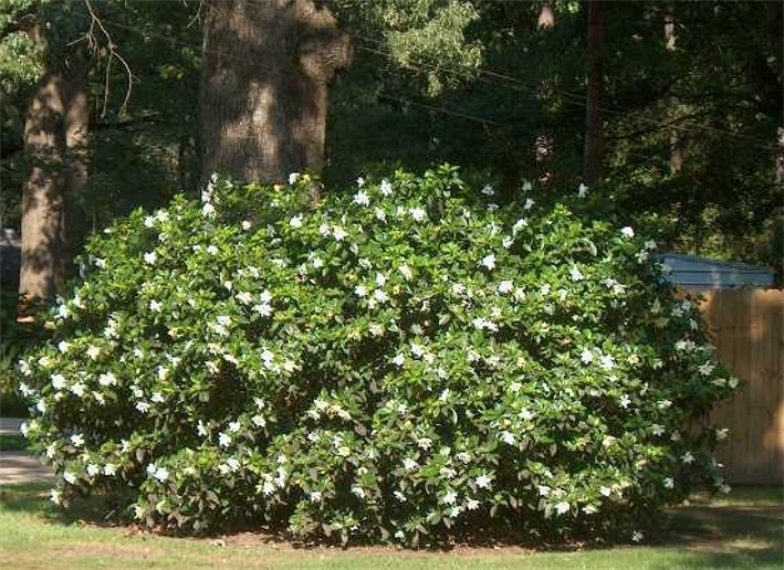 Gardenias, el perfume del amor.