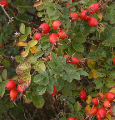 Image Result For Rosa Mosqueta Color Del Aceite Image Result For Rosa Mosqueta Color Del Aceite