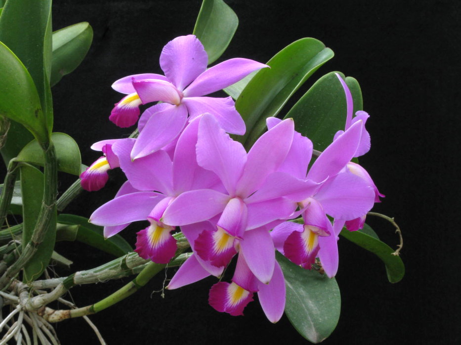 Cattleya Violacea