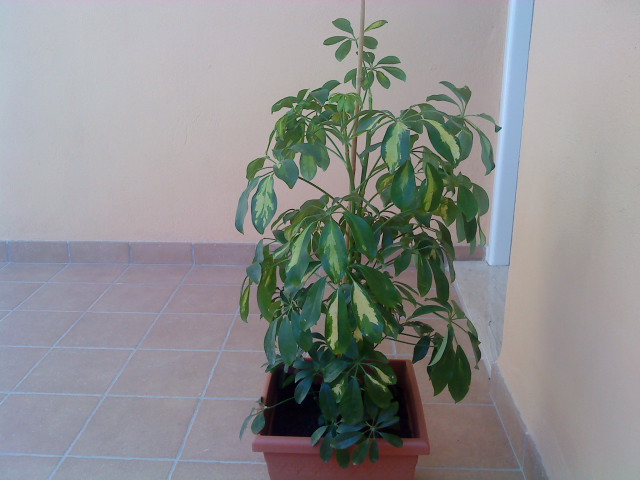 Identificar Una Planta