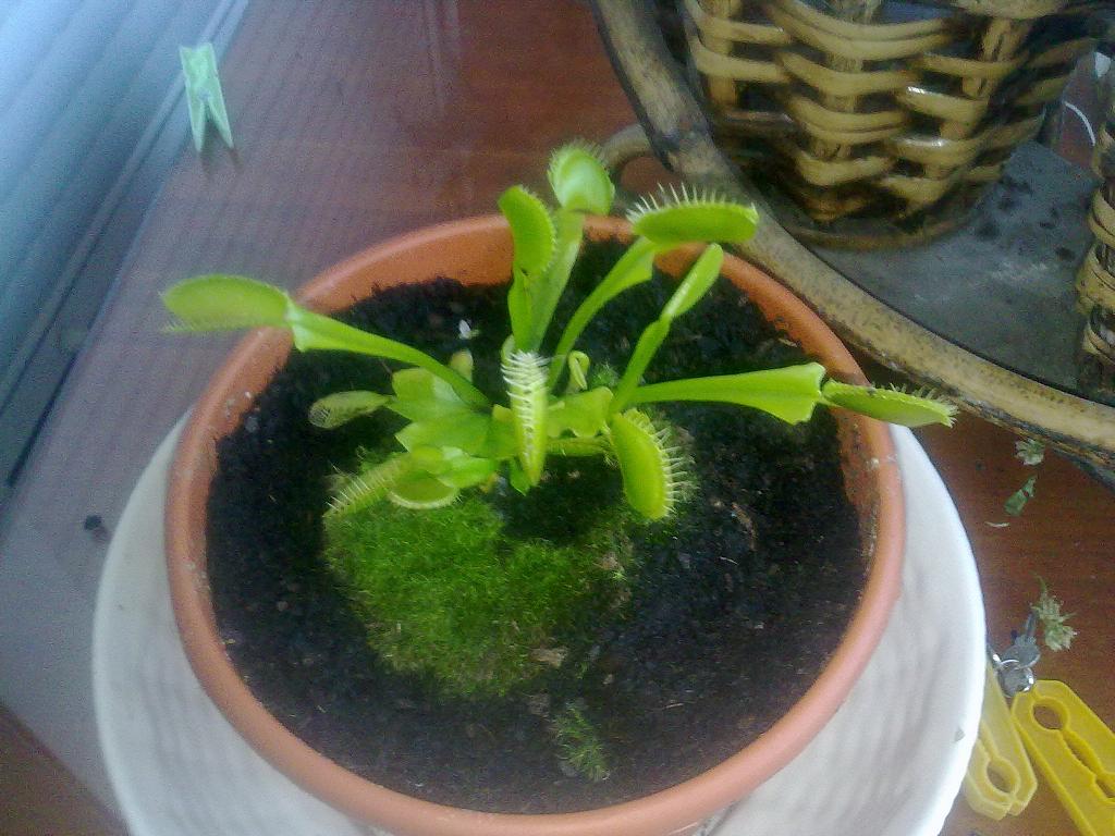 Planta Carnívora Dionaea