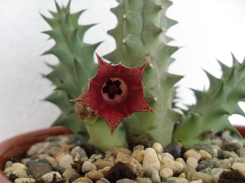 What Would You Like Crown Of Thorns Leaves Turning Yellow To Turn Into?