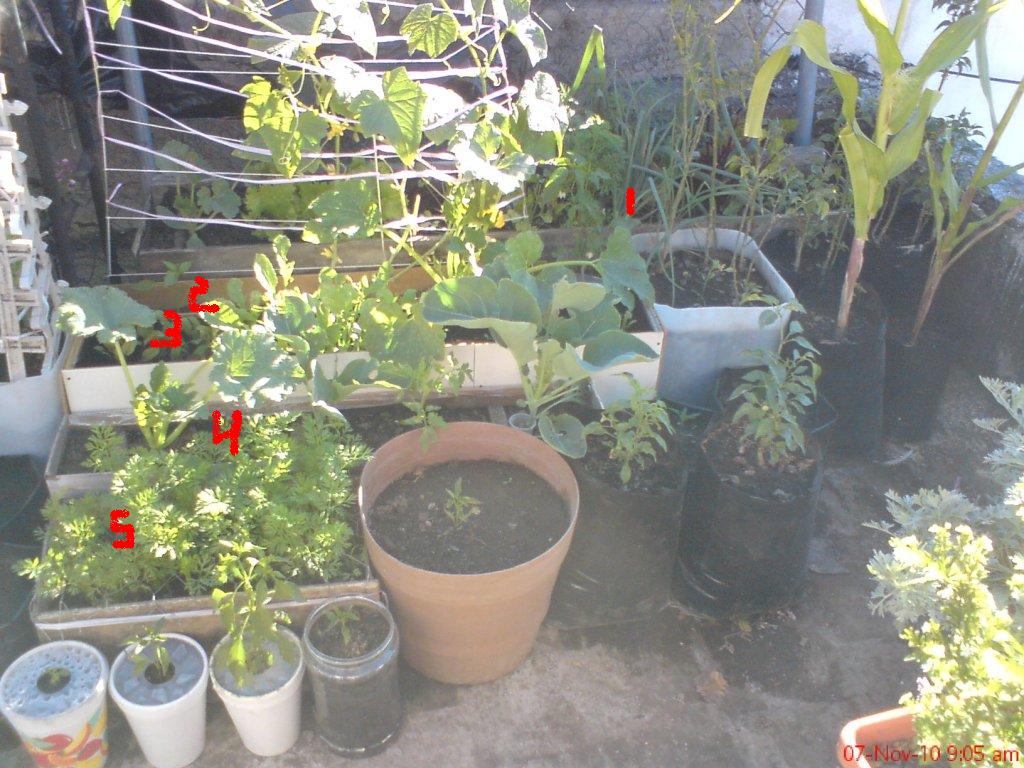 Jardín, huerta, Naturaleza, información, logros, amigos, compartir