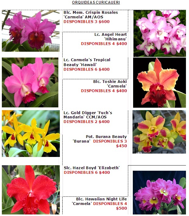 Venta de orquídeas en México