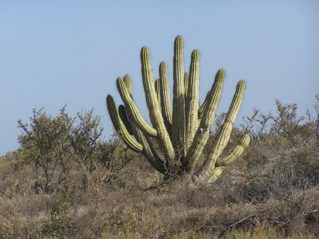  Cactus  en habitat  I 