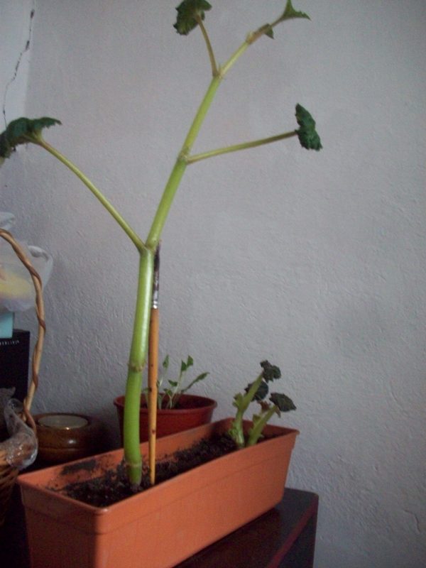 Begonia tuberosa planté bulbos y creciendo desparejos