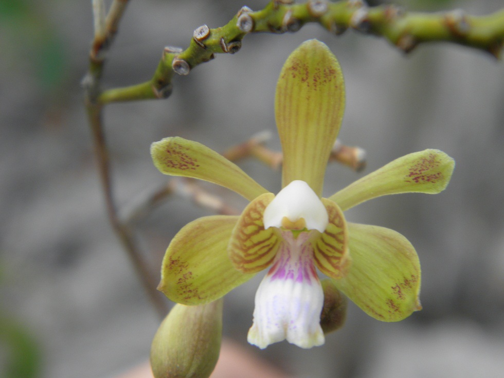 Orquídea De Puerto Rico 5379