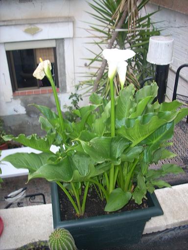 Cala blanca: tamaño del recipiente y qué hacer cuando se marchiten las  flores