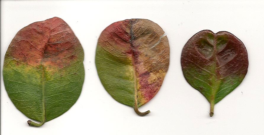 Jazmín de leche (Trachelospermum) con hojas rojas