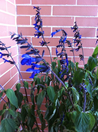 Planta de exterior con flores azules/moradas