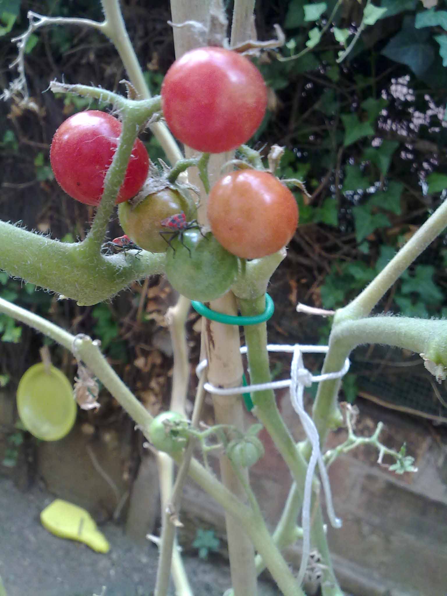 Chinches mi tomatera (fotos)