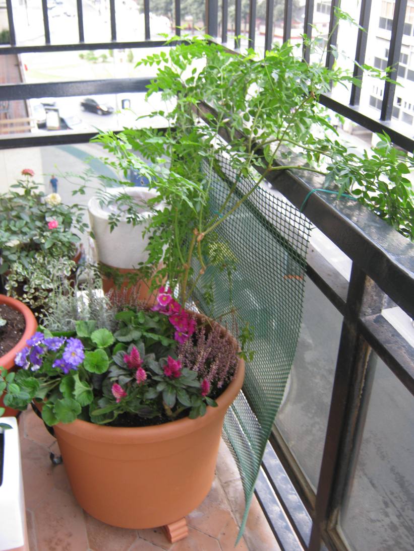 Árbol pequeño en maceta para terraza